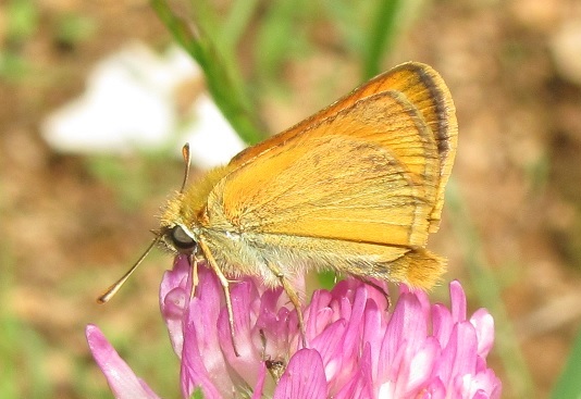 Thymelicus sylvestris? S